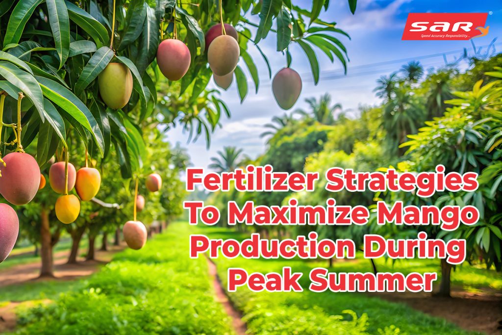 mango production