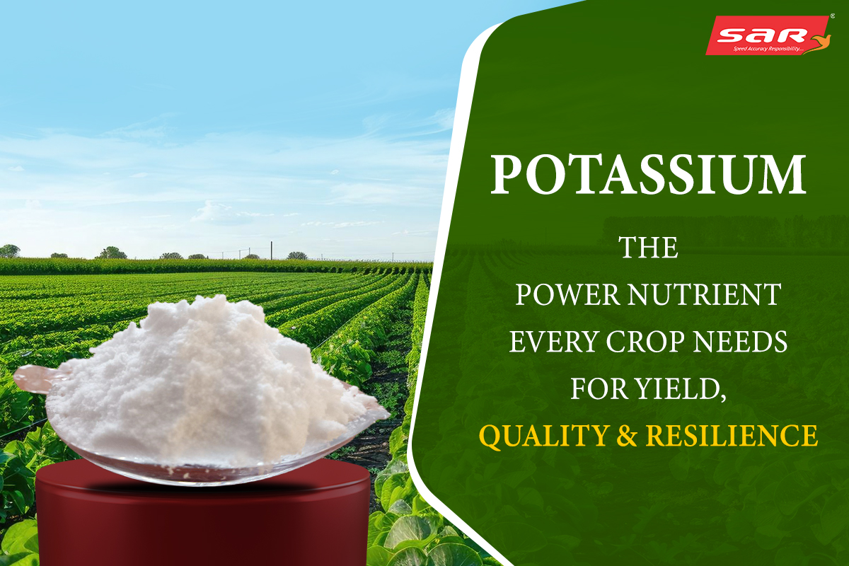 Potassium Magazine #1 Potassium for Stronger Plants | Maximize Crop Power | SAR